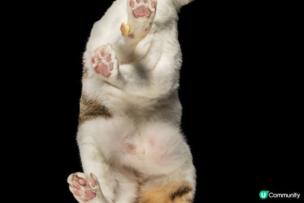 去著名影樓拍照擺出得意表情，仲有楓葉，文青look同天空之鏡...