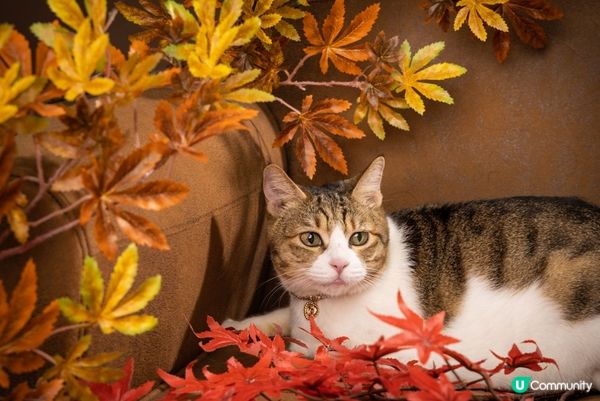 去著名影樓拍照擺出得意表情，仲有楓葉，文青look同天空之鏡...