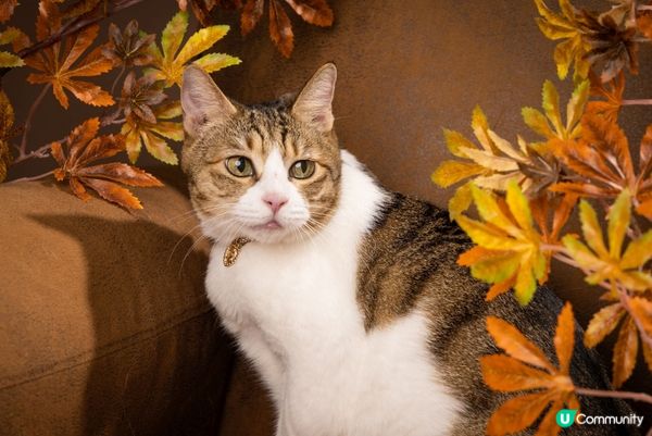 去著名影樓拍照擺出得意表情，仲有楓葉，文青look同天空之鏡...