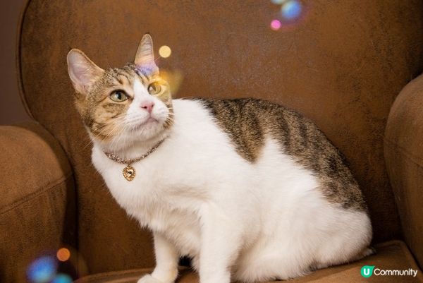 去著名影樓拍照擺出得意表情，仲有楓葉，文青look同天空之鏡...