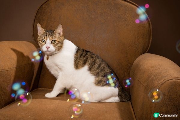 去著名影樓拍照擺出得意表情，仲有楓葉，文青look同天空之鏡...