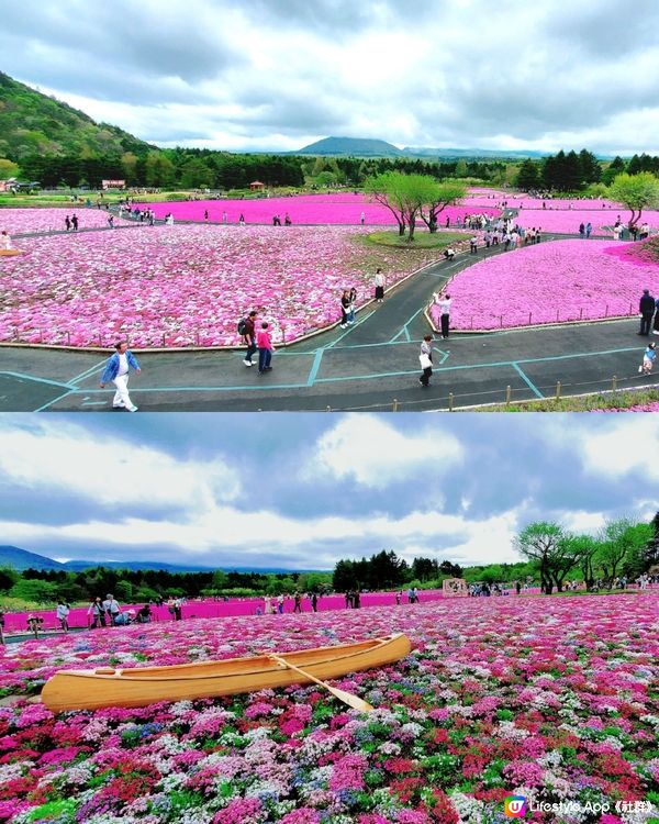 🏔🌸🌸富士芝櫻祭🌸🌸🏔 