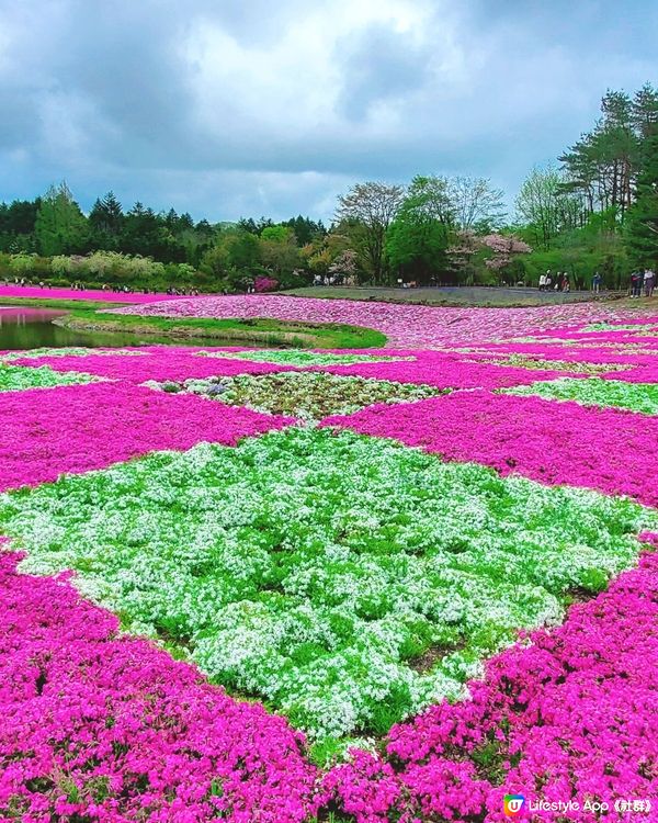 🏔🌸🌸富士芝櫻祭🌸🌸🏔 