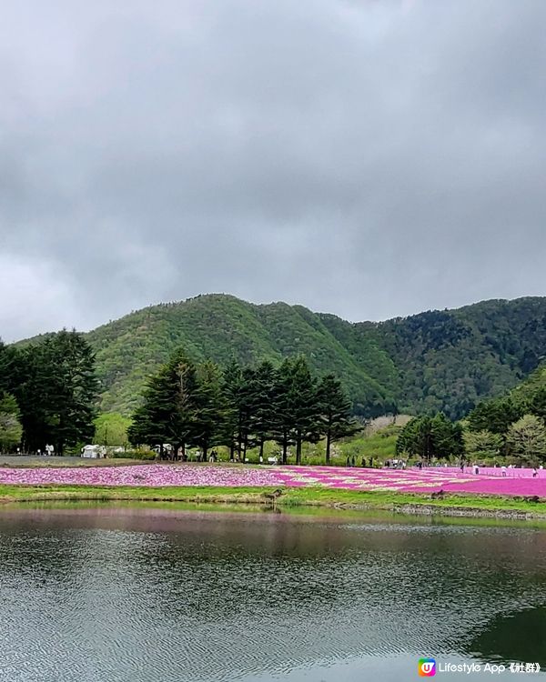 🏔🌸🌸富士芝櫻祭🌸🌸🏔 