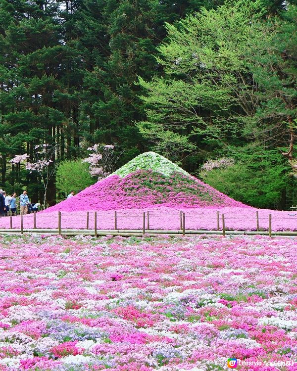 🏔🌸🌸富士芝櫻祭🌸🌸🏔 