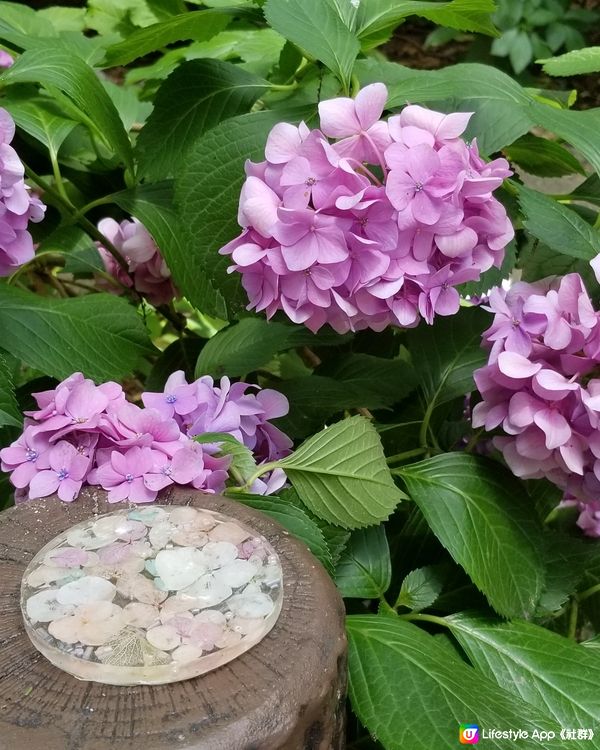 長居公園植物園💙