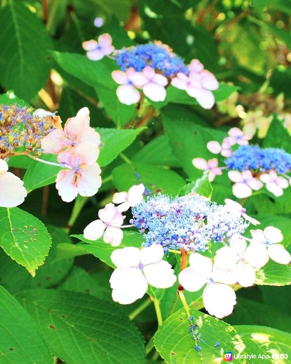 長居公園植物園💙