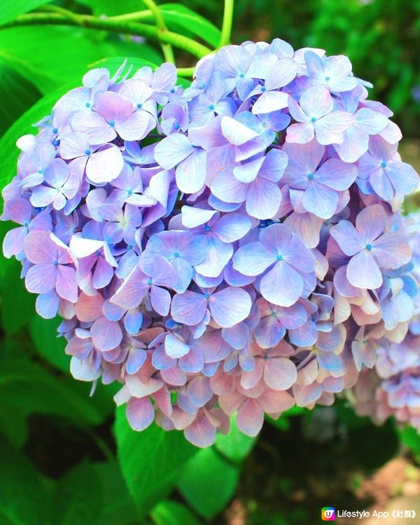 長居公園植物園💙