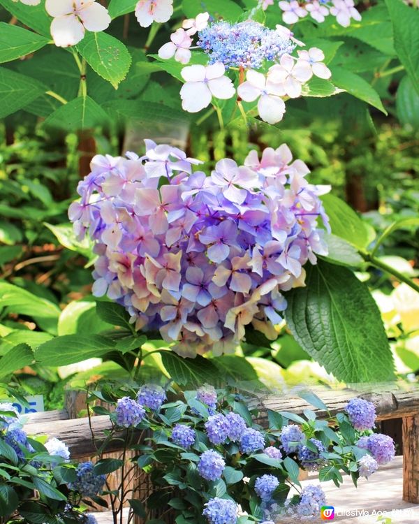 長居公園植物園💙