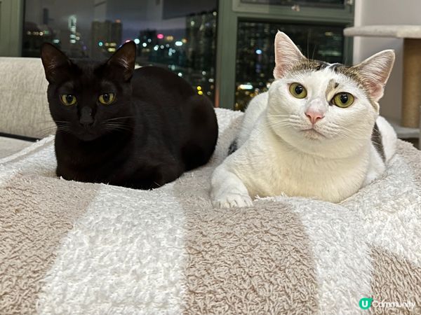 有無瘦面針可以俾豬豬打下呀？🤣