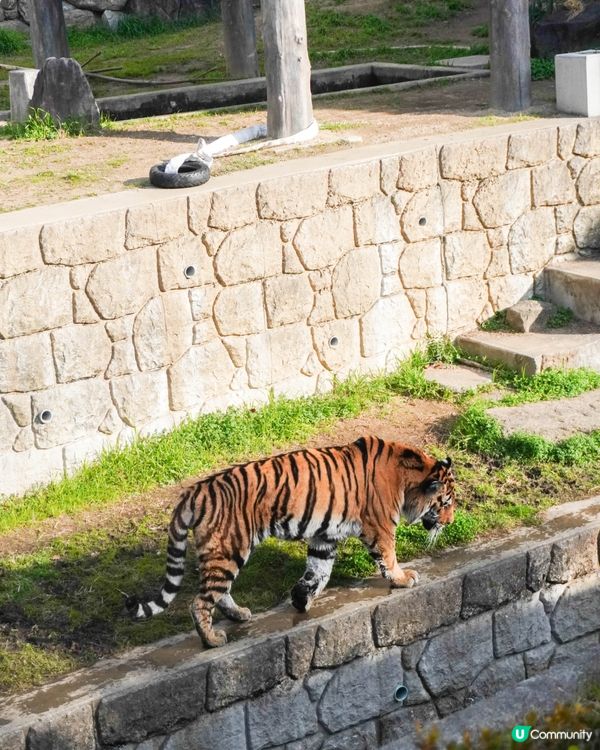 【建在市中心的日本古老動物園三大之一】