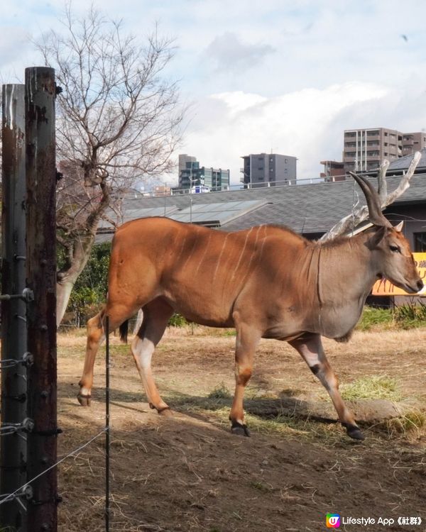 【建在市中心的日本古老動物園三大之一】