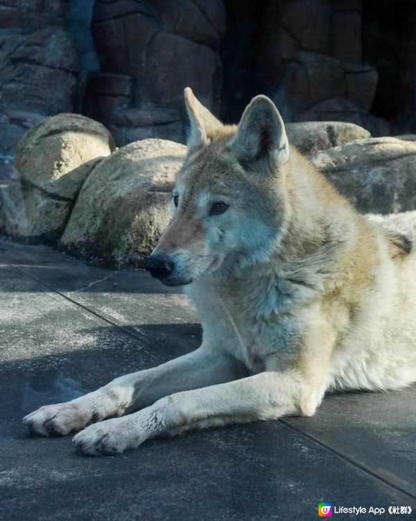 【建在市中心的日本古老動物園三大之一】