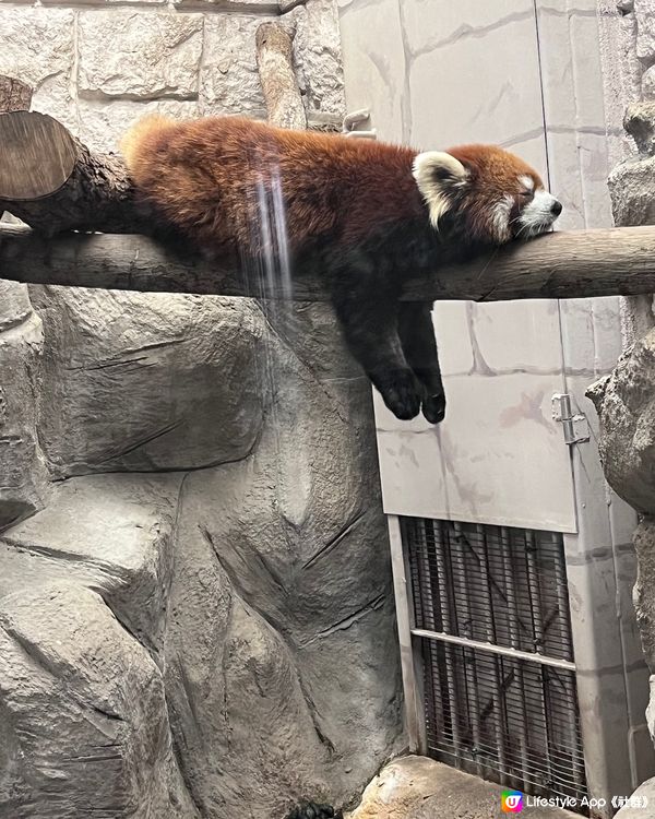 【建在市中心的日本古老動物園三大之一】