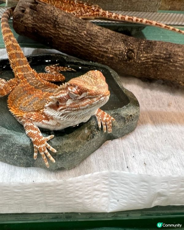 花田、動物、滑草、新鮮農產品