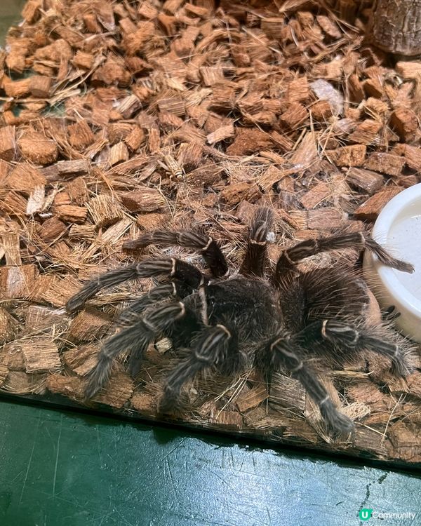 花田、動物、滑草、新鮮農產品