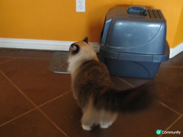 拜拜你條尾~🐼