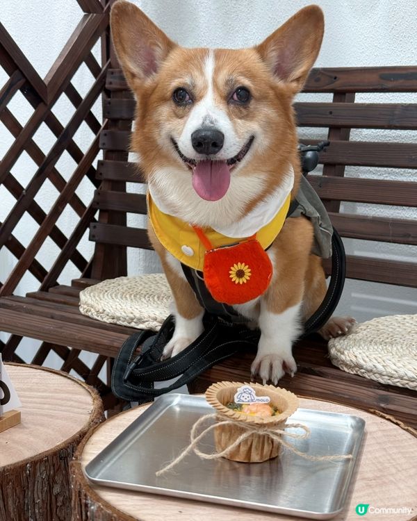 將軍澳限定 - 寵物主題市集❤️