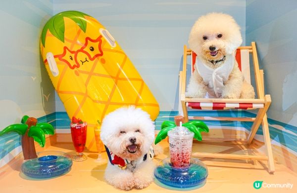 🐶🐶：我地早排去左挪亞方舟玩😍爸爸幫我地影左好多靚相😍你地睇...