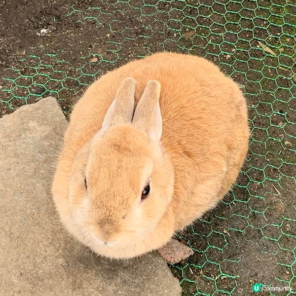 垂耳兔