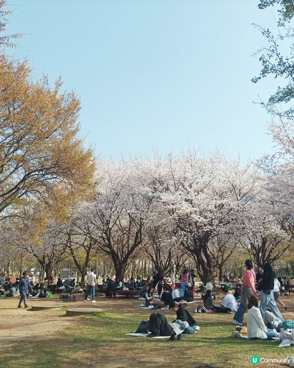 🇰🇷韓國旅行好去處！首爾林公園！打卡影相一流😍
