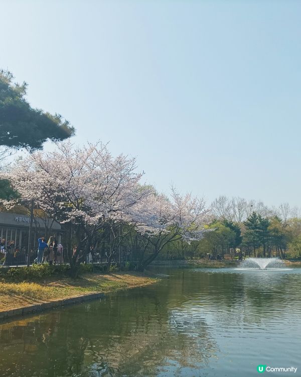 🇰🇷韓國旅行好去處！首爾林公園！打卡影相一流😍