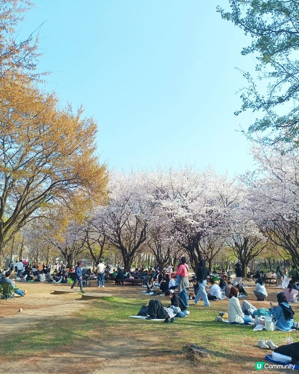 🇰🇷韓國旅行好去處！首爾林公園！打卡影相一流😍
