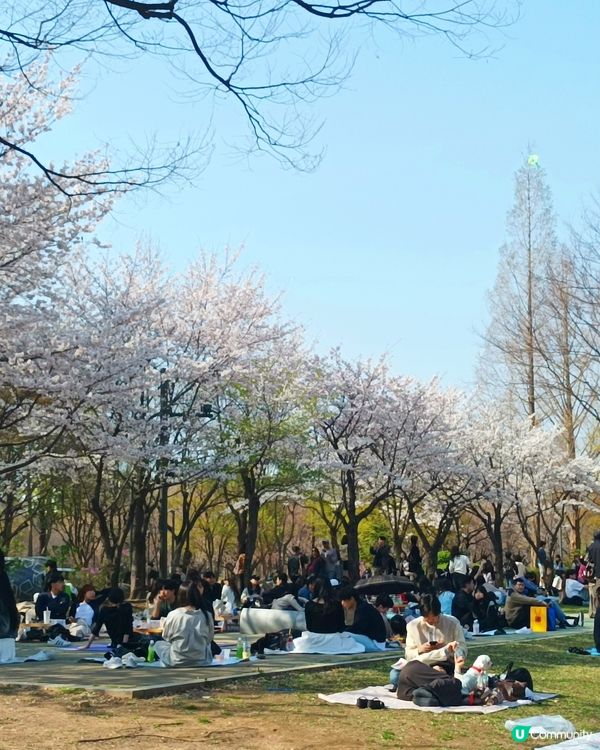 🇰🇷韓國旅行好去處！首爾林公園！打卡影相一流😍