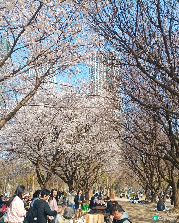 🇰🇷韓國旅行好去處！首爾林公園！打卡影相一流😍