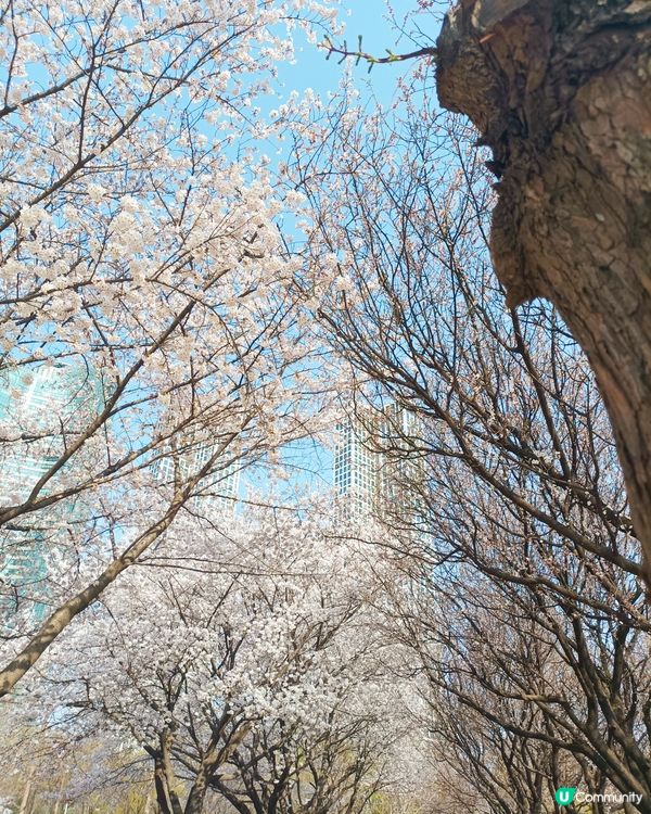 🇰🇷韓國旅行好去處！首爾林公園！打卡影相一流😍