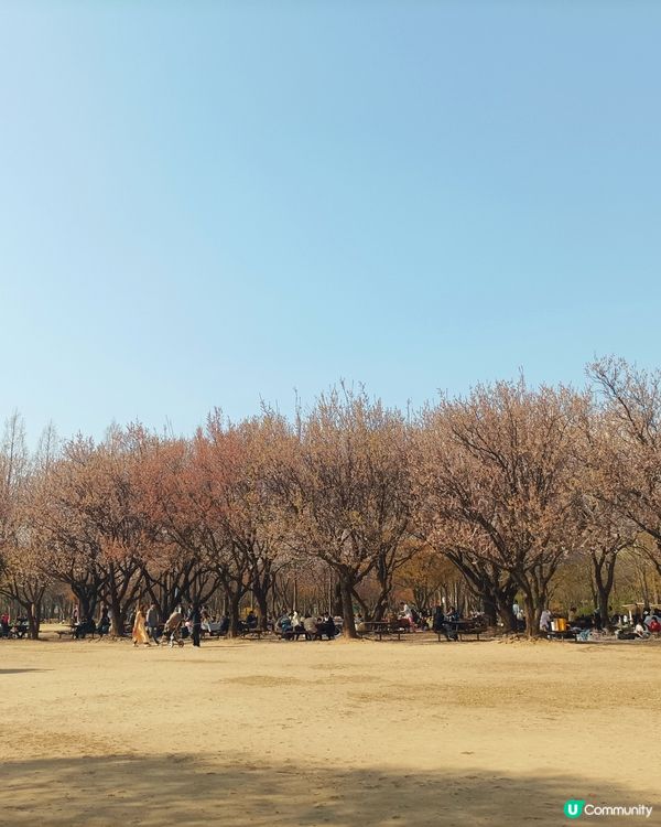 🇰🇷韓國旅行好去處！首爾林公園！打卡影相一流😍