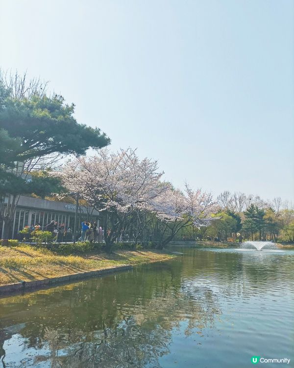 🇰🇷韓國旅行好去處！首爾林公園！打卡影相一流😍
