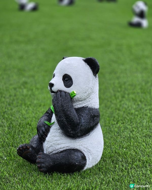 可愛熊貓，帶來無限歡樂！