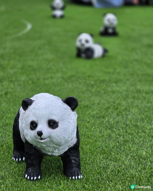 可愛熊貓，帶來無限歡樂！