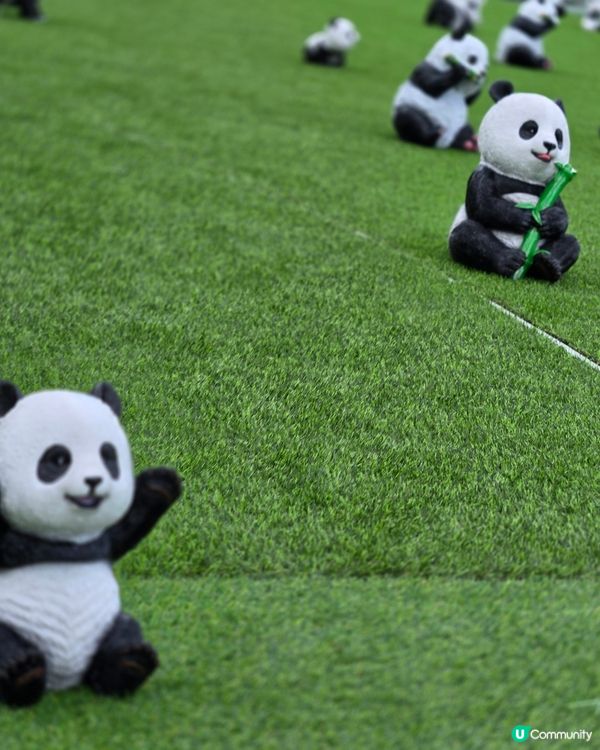 可愛熊貓，帶來無限歡樂！