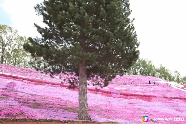 北海道最美的芝櫻