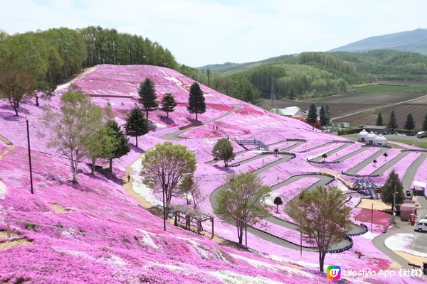 北海道最美的芝櫻