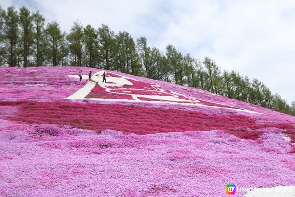 北海道最美的芝櫻