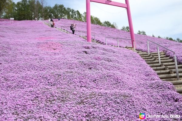 北海道最美的芝櫻