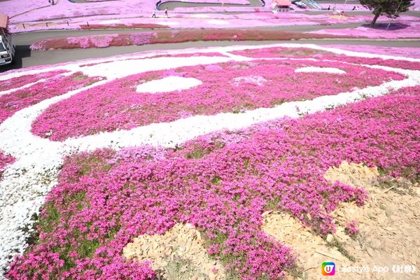 北海道最美的芝櫻