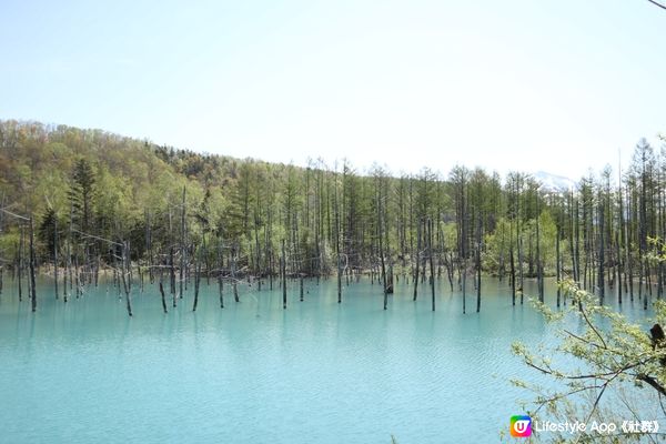 北海道好美的青池 