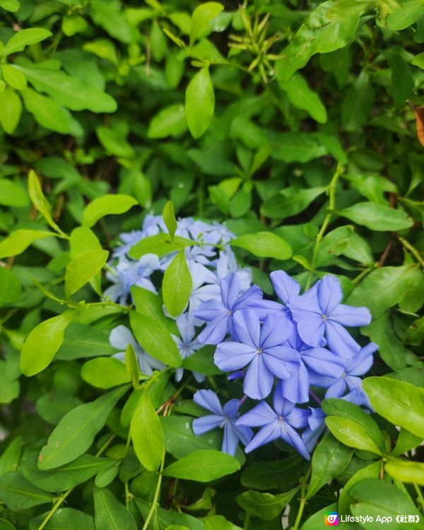 美麗荔枝角公園