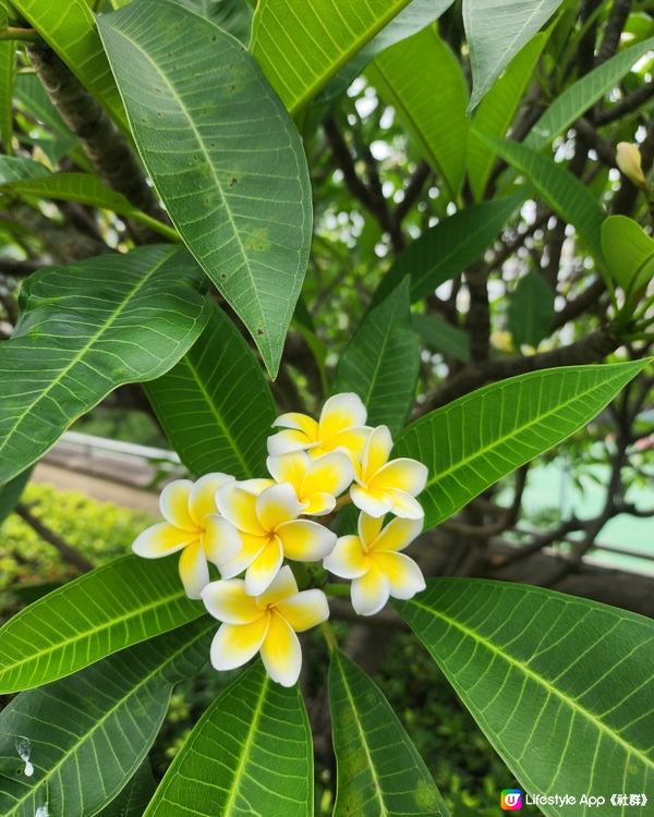 美麗荔枝角公園