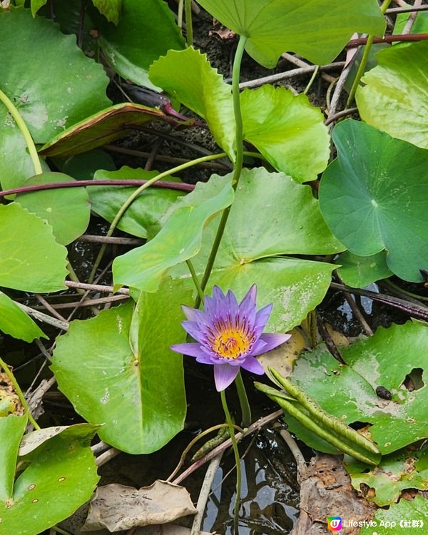 美麗荔枝角公園