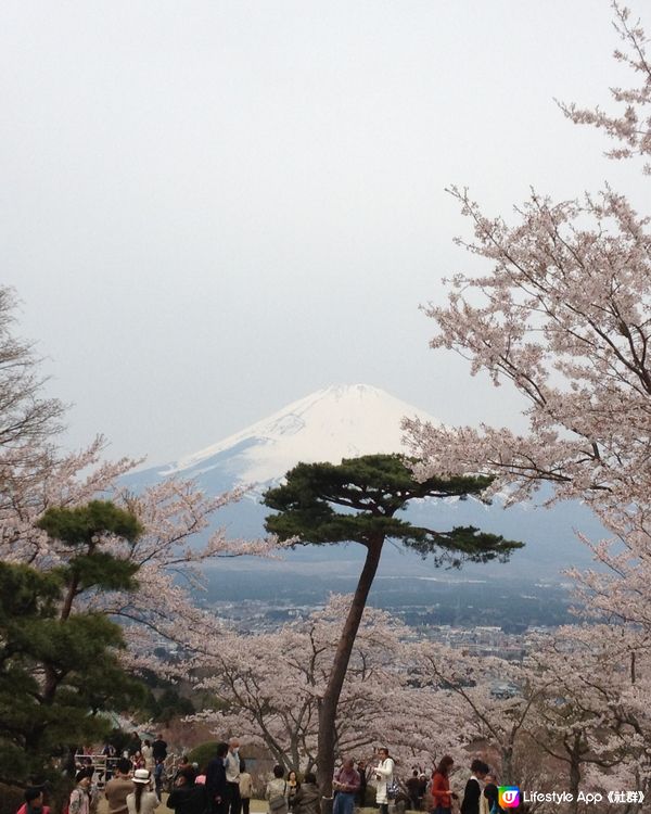 富士山下的櫻花