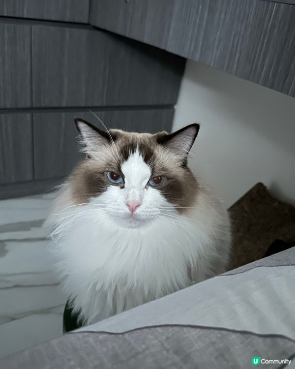 Bubu做咩丫？有咩要求？