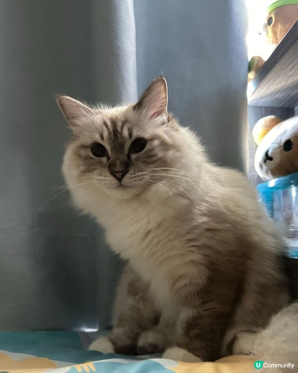 曬一曬我隻女Lulu 🥰