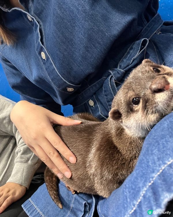 2025/11/26 11月東京遊 Day 4 📍池袋 水獺cafe🦦