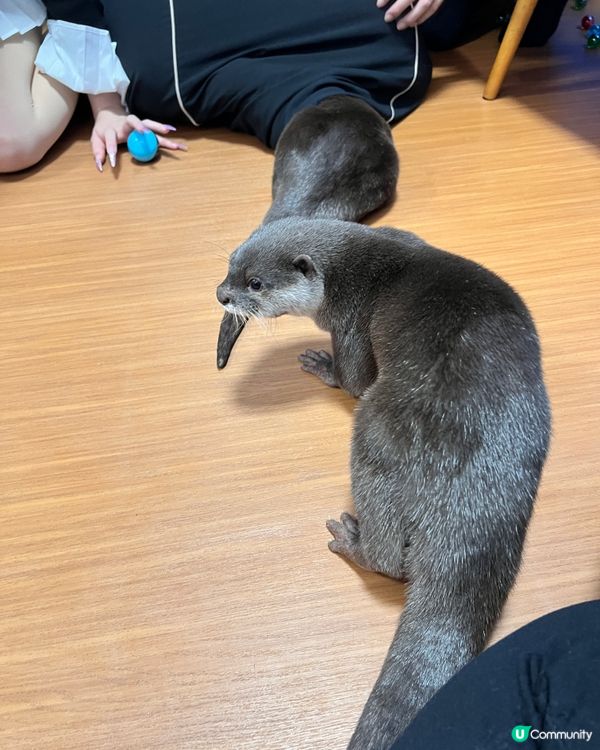 2025/11/26 11月東京遊 Day 4 📍池袋 水獺cafe🦦