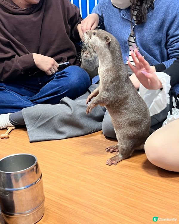 2025/11/26 11月東京遊 Day 4 📍池袋 水獺cafe🦦